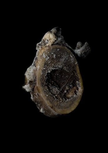 Multispecies Archaeology I / Multispecies Mourning