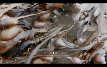 Galeriebild des Projekts Gestures of belonging