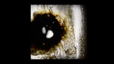 Der Körperflicker 4. Rückkehr zur Körpertrilogie. Galeriebild des Projekts Der Körperflicker 4