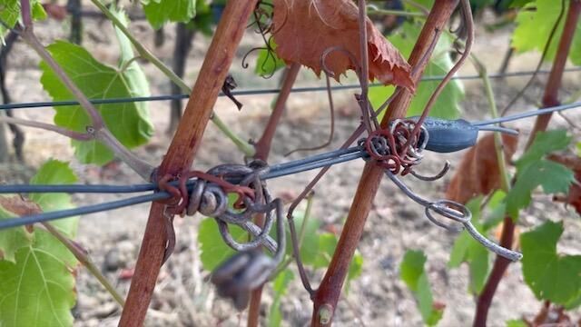 Galeriebild des Projekts Monolog Weinrebe