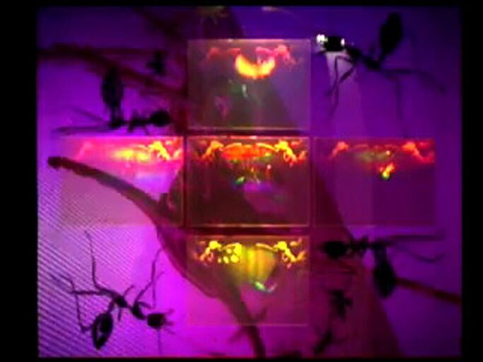 Titelbild des Projekts 1.ant.ity