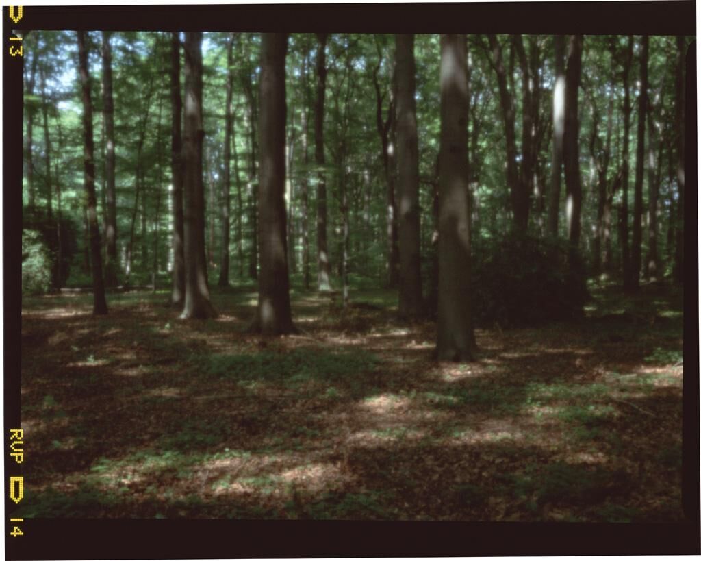 Galeriebild des Projekts silva obscura