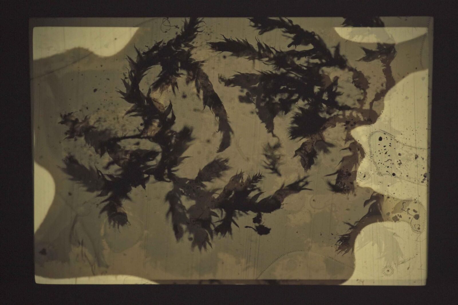 Galeriebild des Projekts Swamp optical trance