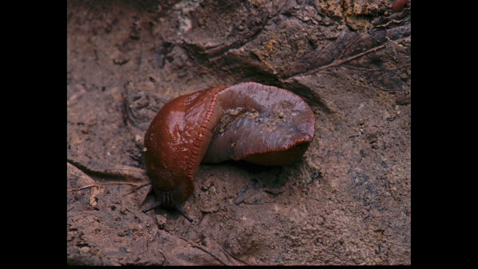 Galeriebild des Projekts Picnic at Hanging Rock