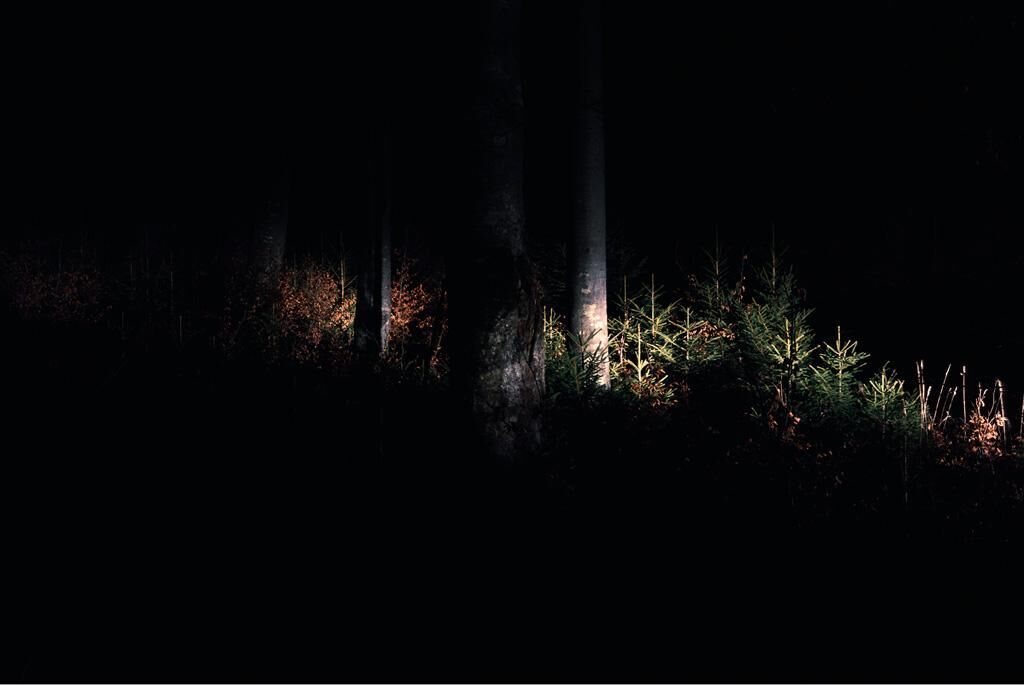 Titelbild des Projekts Waldfoto