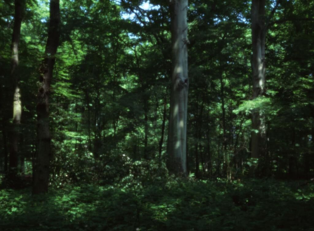 Galeriebild des Projekts silva obscura