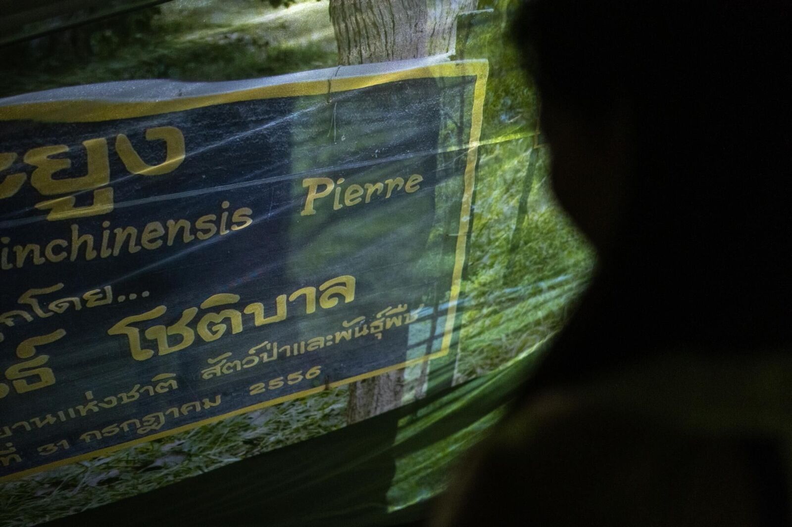 Galeriebild des Projekts Crimson Sap Flowing Through My Veins