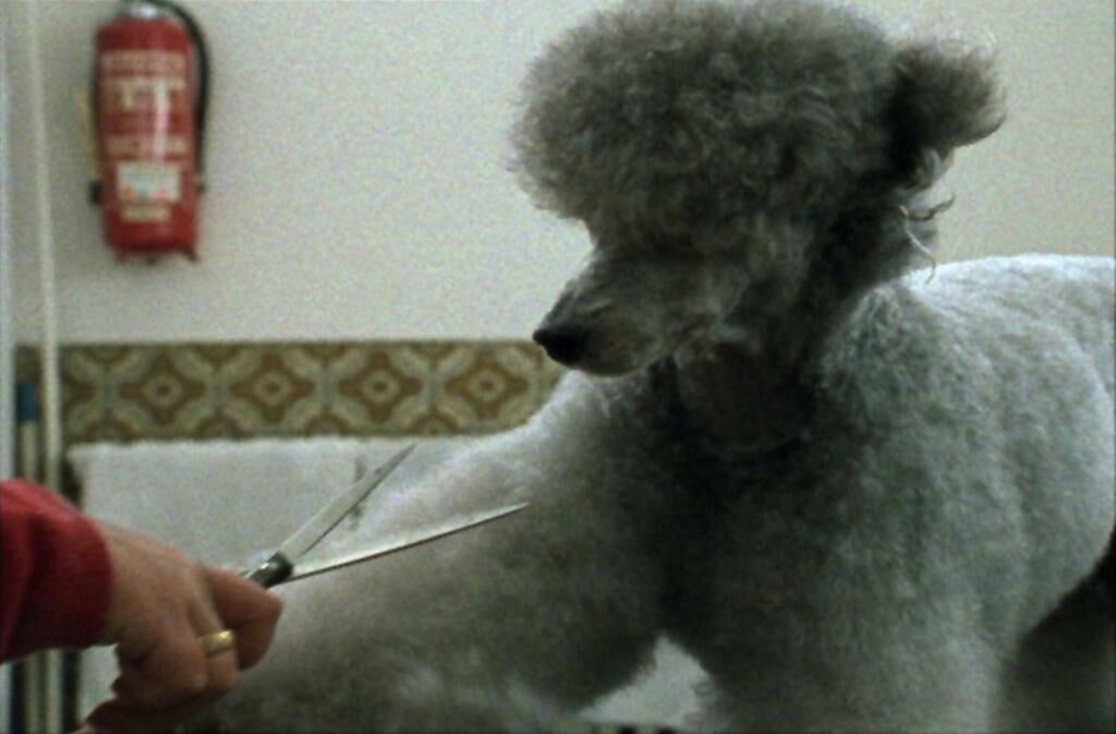 Galeriebild des Projekts Salon Toxi