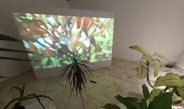 Svan/Nectar Galeriebild des Projekts Svan/Nectar
