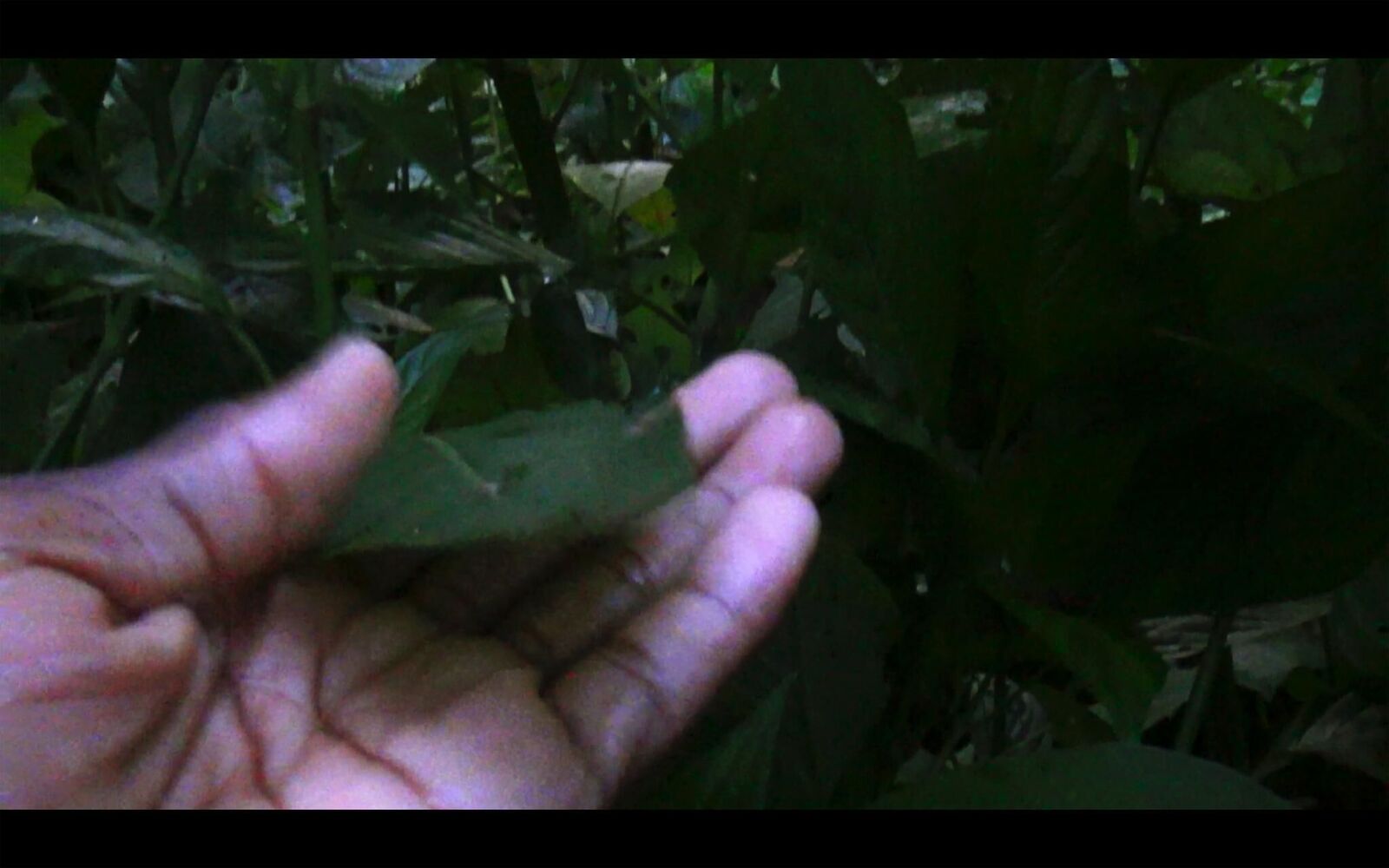 Galeriebild des Projekts EL SUEÑO (Director´s Cut)