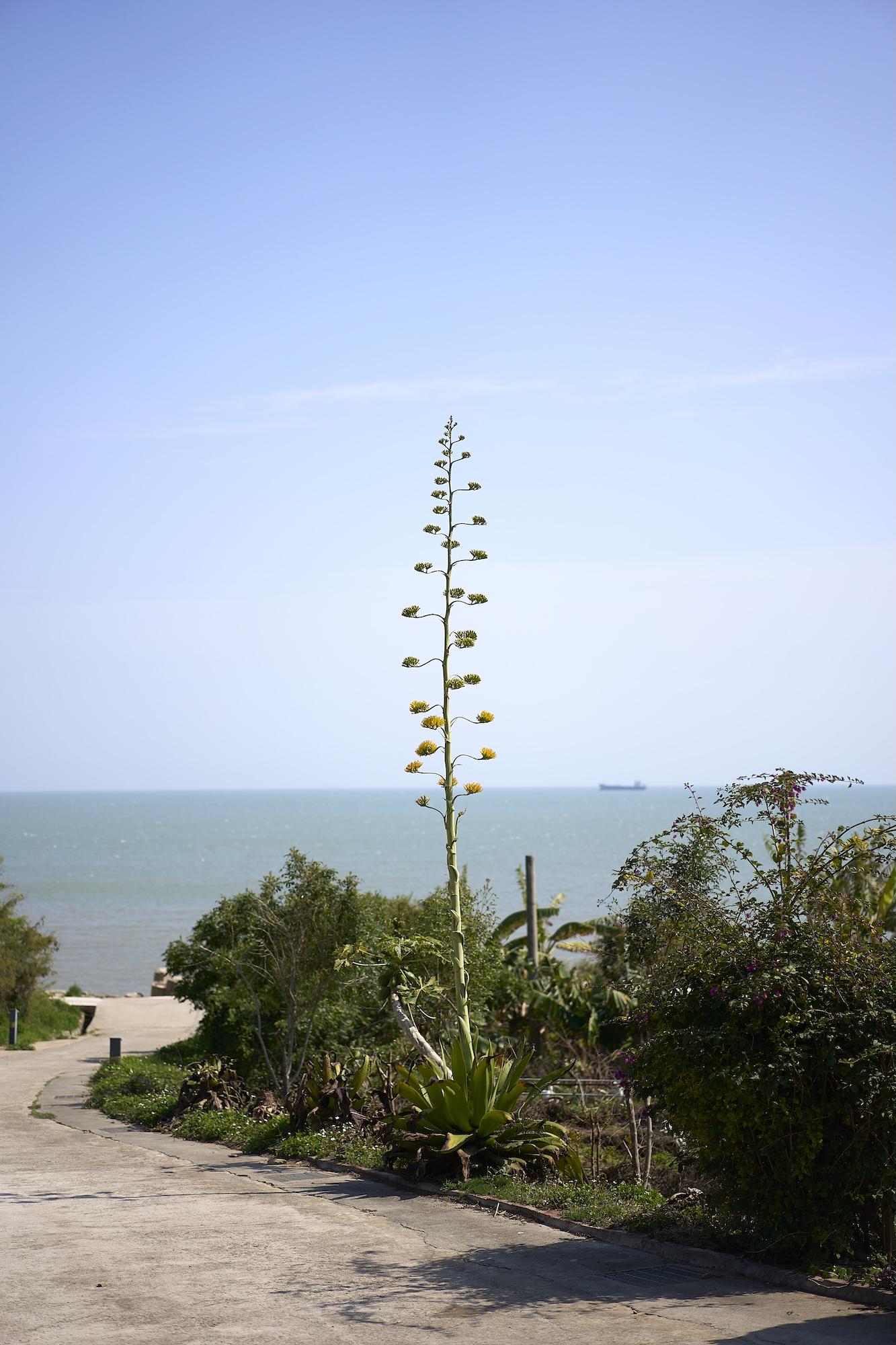 Titelbild des Projekts Purple Thorn