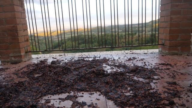 Galeriebild des Projekts Vino Dance