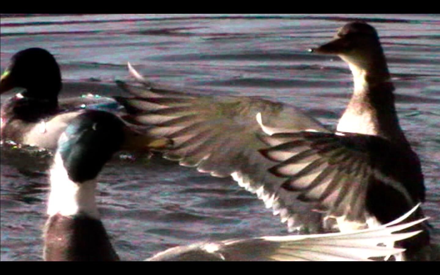 Galeriebild des Projekts Dokumentarische Miniaturen 2021