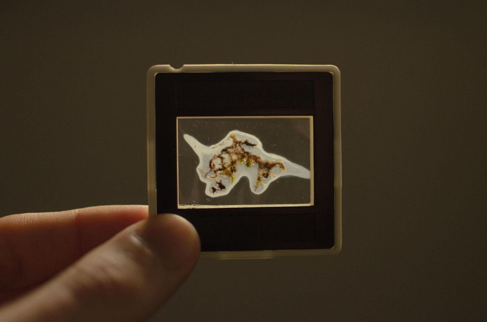 Galeriebild des Projekts Swamp optical trance