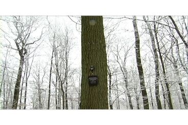 Friedwald Galeriebild des Projekts Friedwald