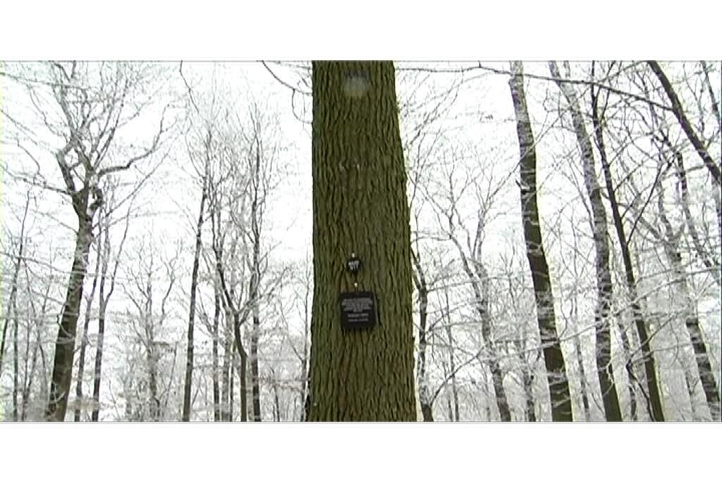 Galeriebild des Projekts Friedwald