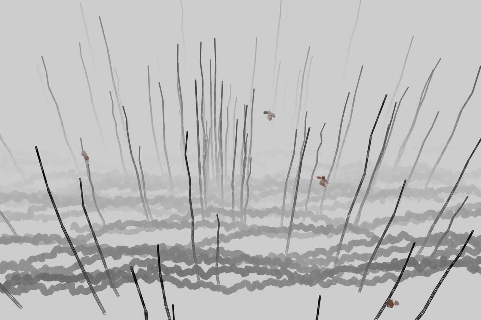 Galeriebild des Projekts The Invisible Warbler