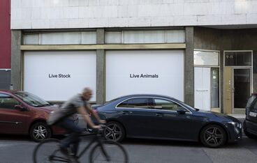 Live Stock / Live Animals Titelbild des Projekts Live Stock / Live Animals