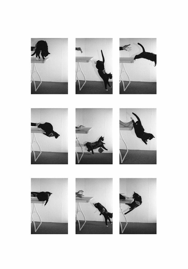 Galeriebild des Projekts Katze mit Marmeladenbrot