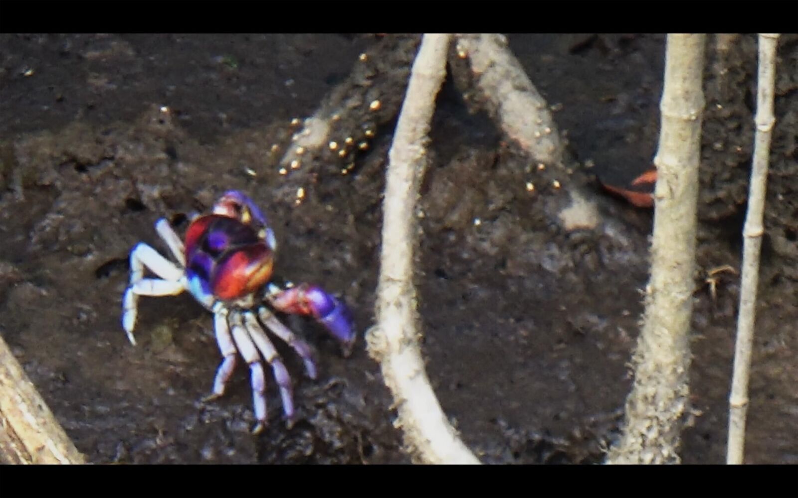 Galeriebild des Projekts EL SUEÑO (Director´s Cut)