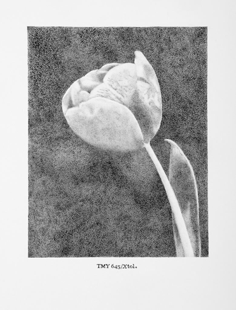 Galeriebild des Projekts Rodinal Girls