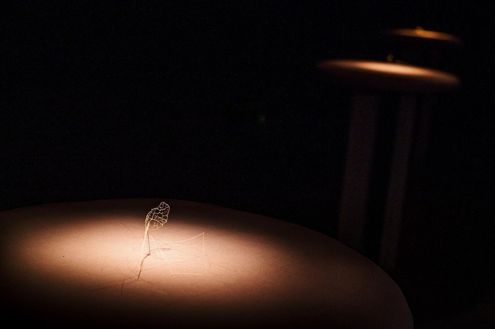 Galeriebild des Projekts «Dann kommen ja die grünen Vögel nicht mehr wieder, wenn die Kastanien weg sind»