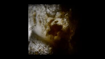 Der Körperflicker 4. Rückkehr zur Körpertrilogie. Galeriebild des Projekts Der Körperflicker 4