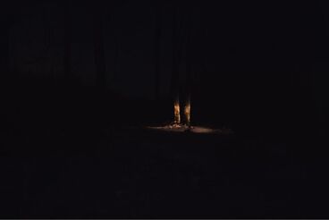 Waldfoto Galeriebild des Projekts Waldfoto