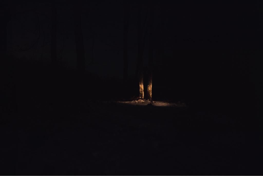 Galeriebild des Projekts Waldfoto
