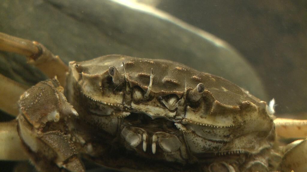 Titelbild des Projekts Shanghai-Crab