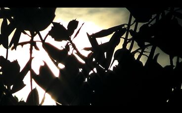 EL SUEÑO Galeriebild des Projekts EL SUEÑO (Director´s Cut)