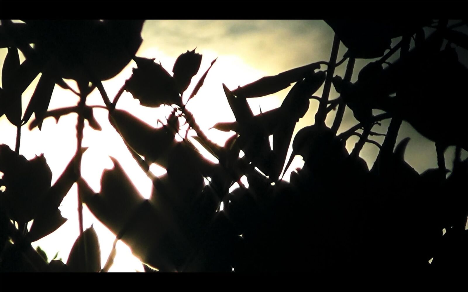 Galeriebild des Projekts EL SUEÑO (Director´s Cut)