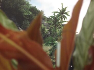 Sensobotanics Galeriebild des Projekts Sensobotanics