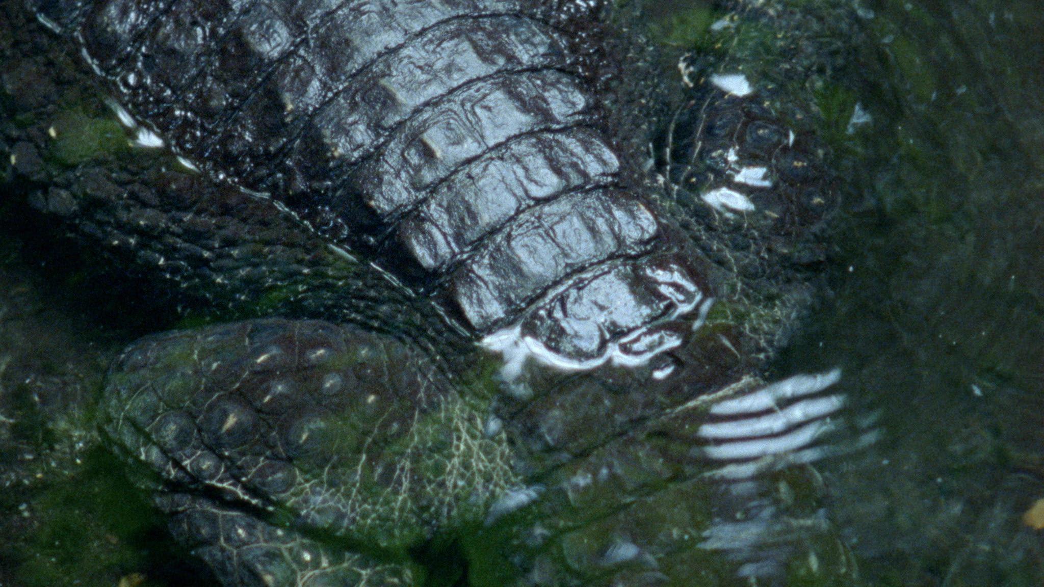 Titelbild des Projekts Nido de Cocodrilo