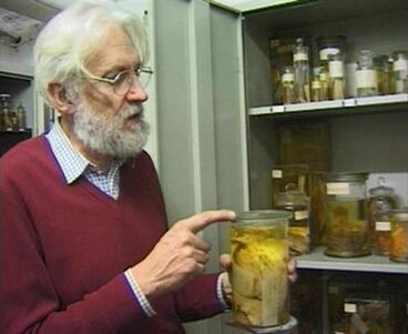 Die Ordnung der Tiere Titelbild des Projekts Die Ordnung der Tiere