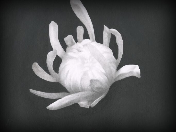 Titelbild des Projekts Chrysanthemum