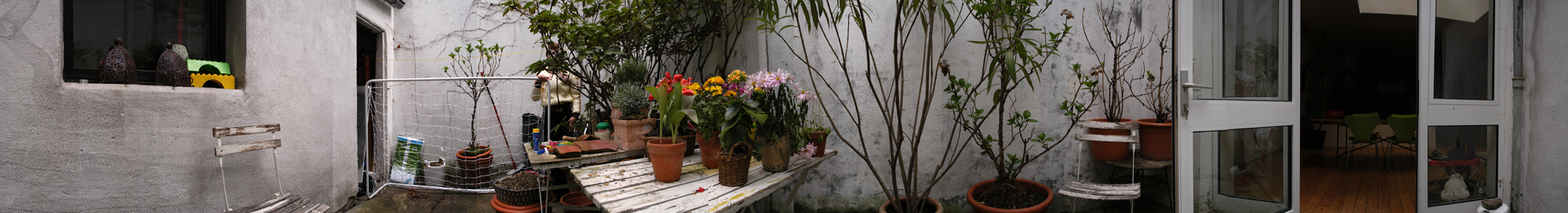 the cat-performer showing/hiding herself in a backyard with flowers and plants